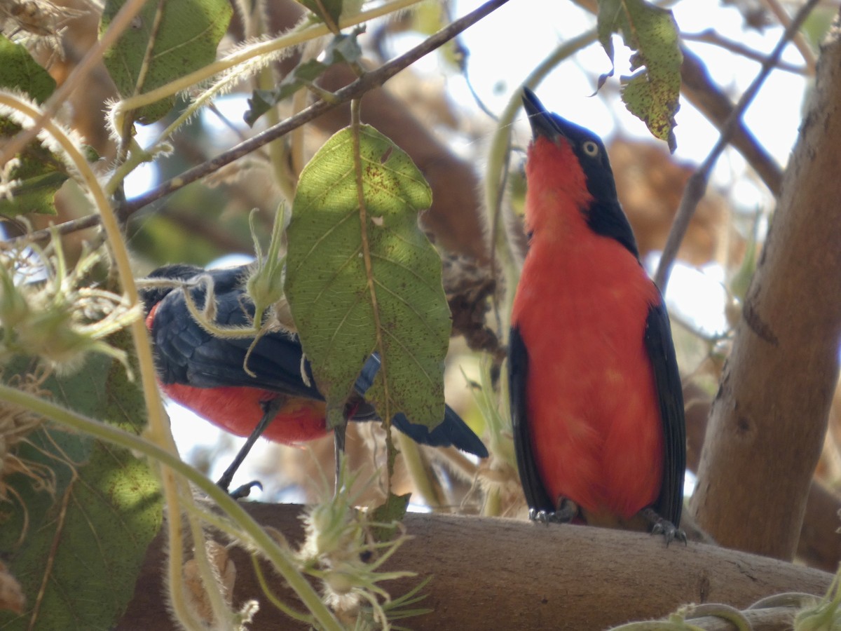 アカクロヤブモズ - ML646830620