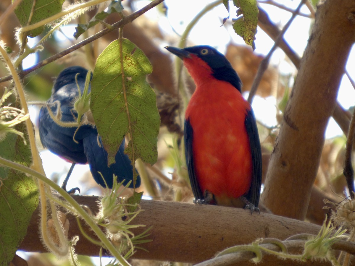 アカクロヤブモズ - ML646830621