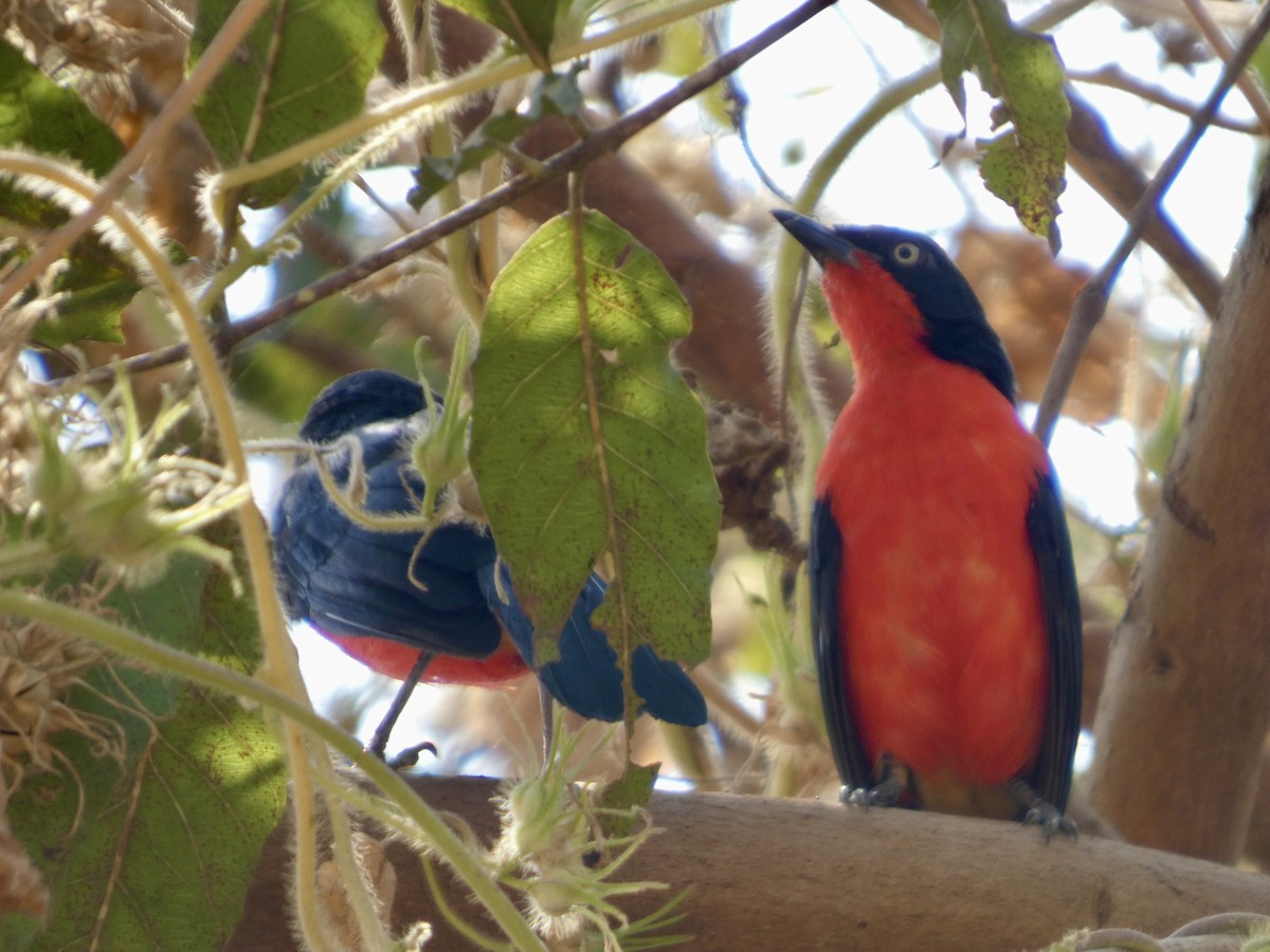 アカクロヤブモズ - ML646830622