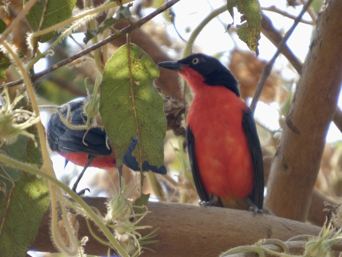 アカクロヤブモズ - ML646830623