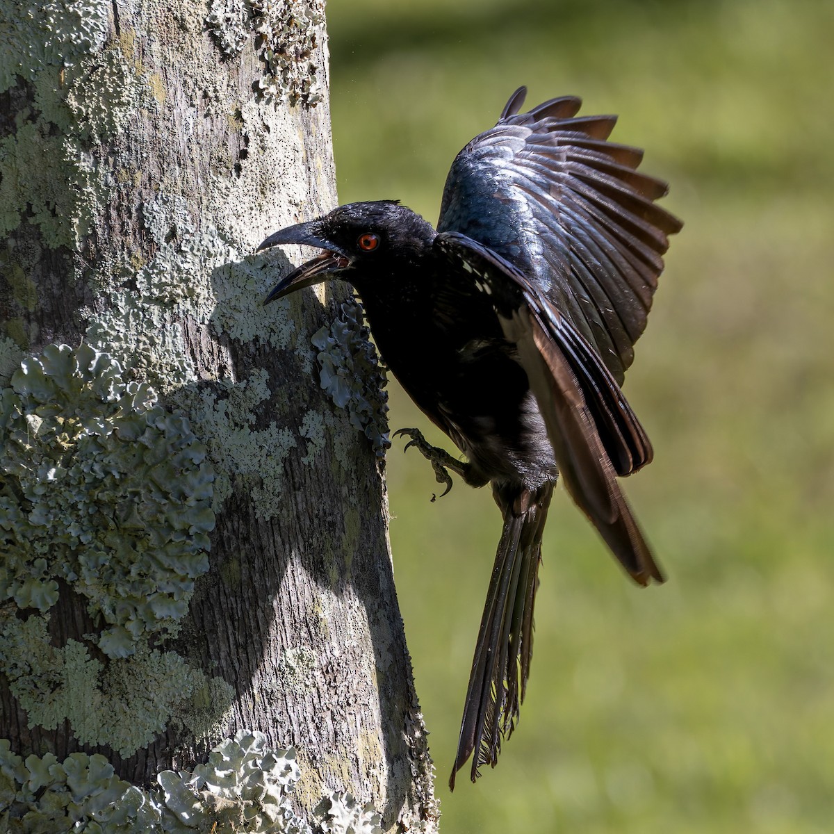 Spangled Drongo - ML646830624