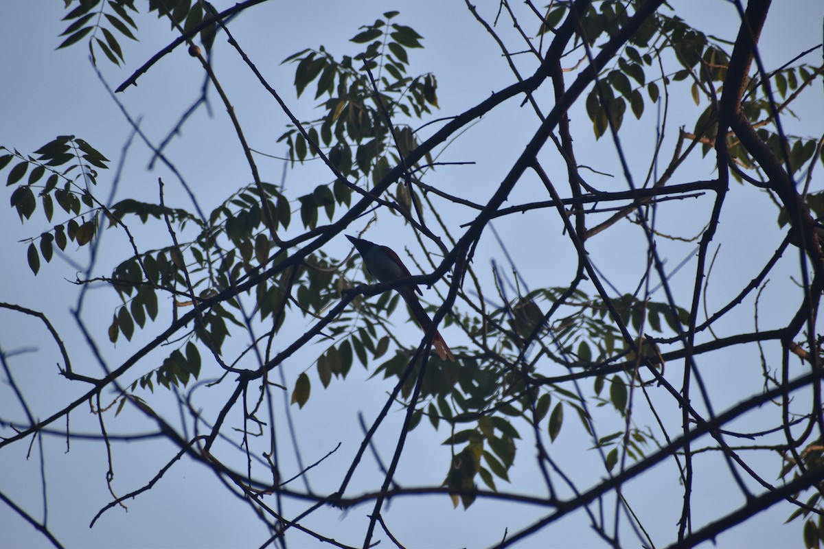 Indian Paradise-Flycatcher - ML646830625