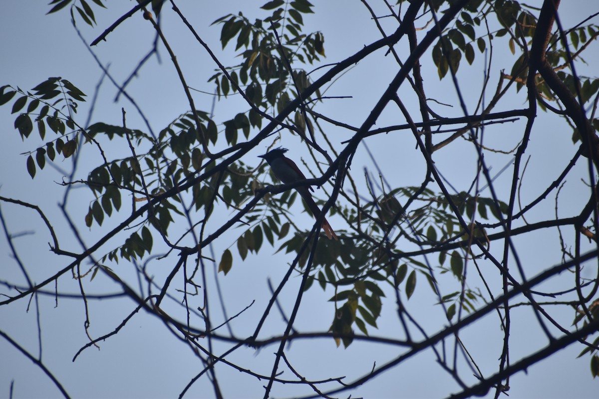 Indian Paradise-Flycatcher - ML646830626