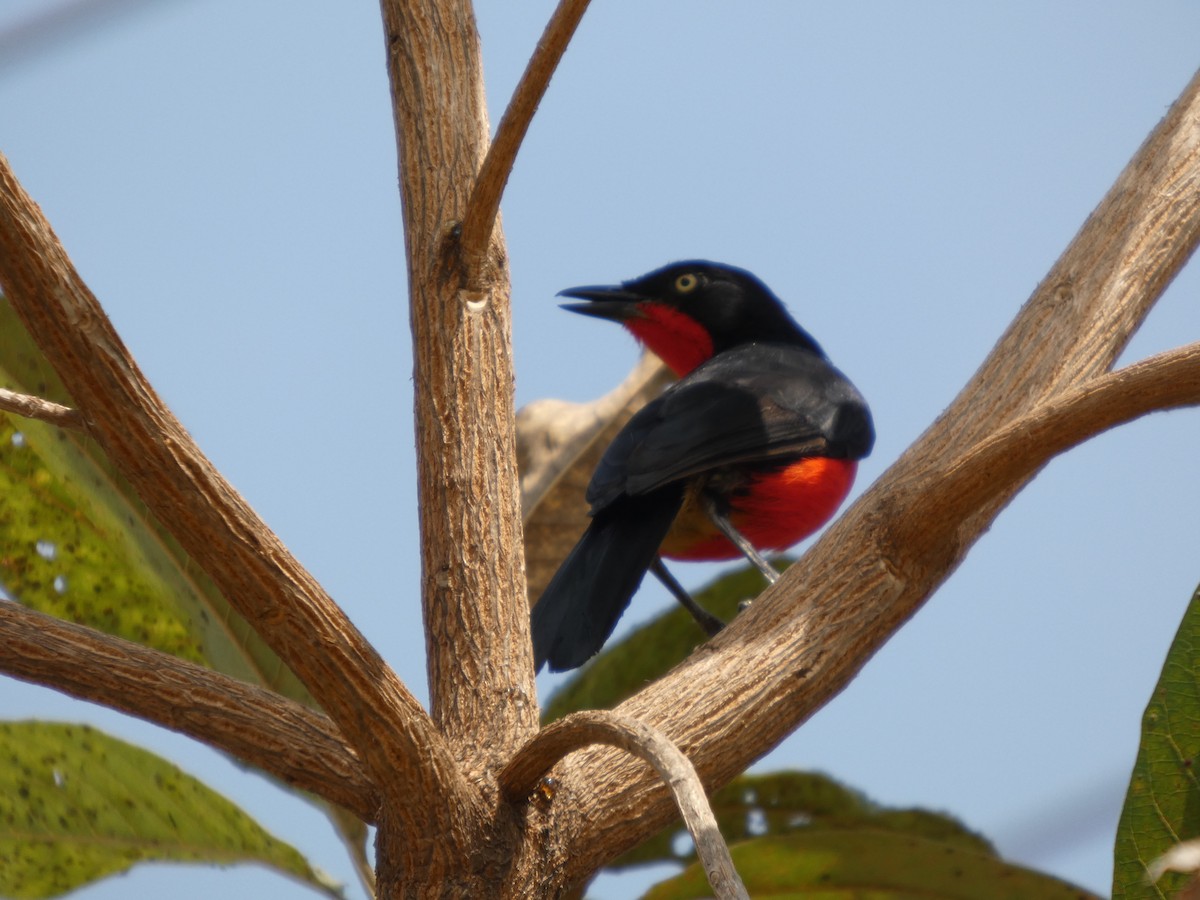 アカクロヤブモズ - ML646830630