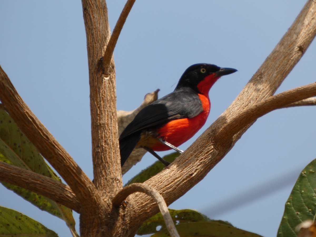 アカクロヤブモズ - ML646830631