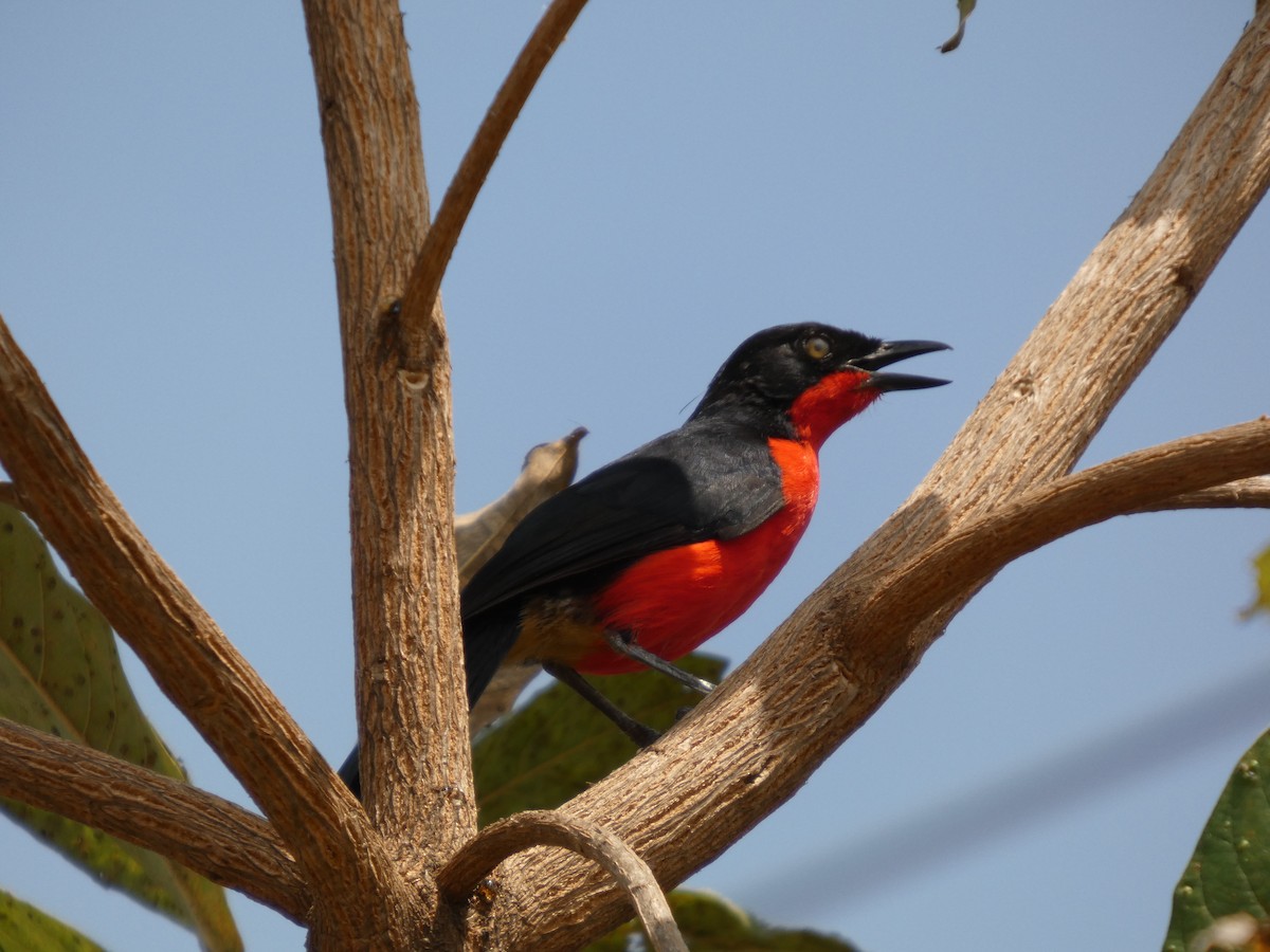 アカクロヤブモズ - ML646830632