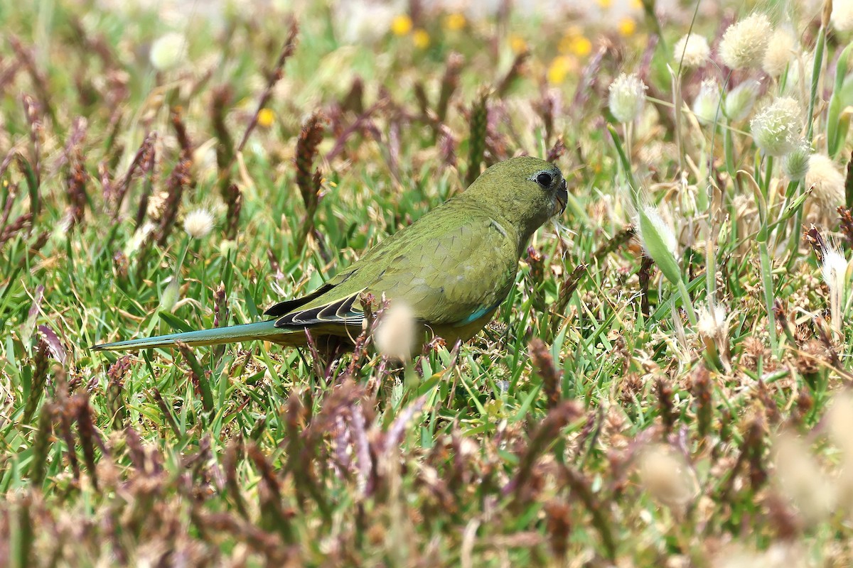 Rock Parrot - ML646830635