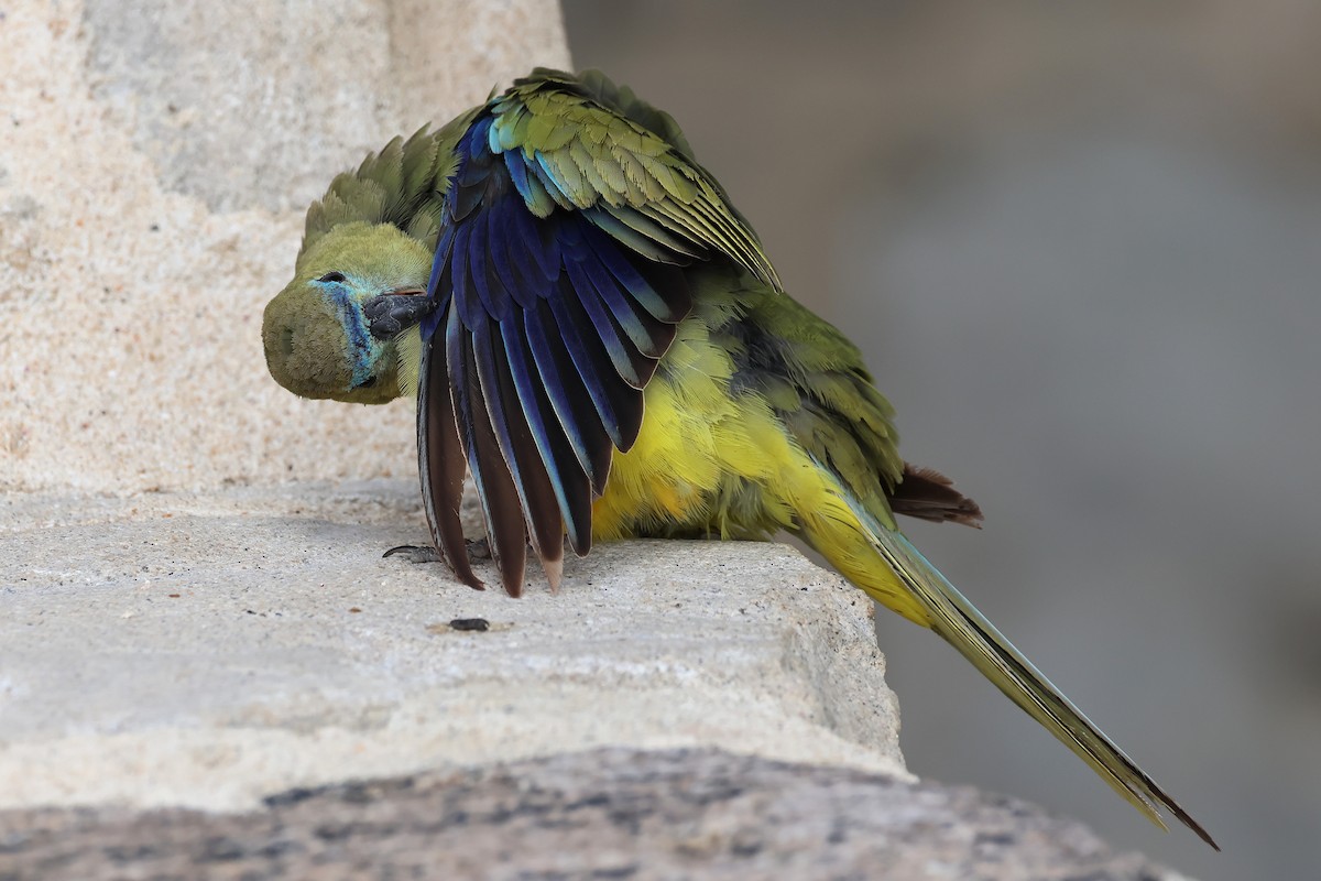 Rock Parrot - ML646830636