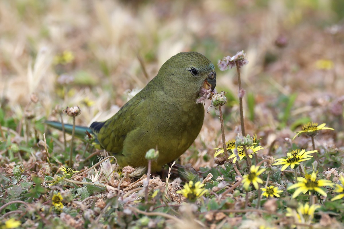 Rock Parrot - ML646830637