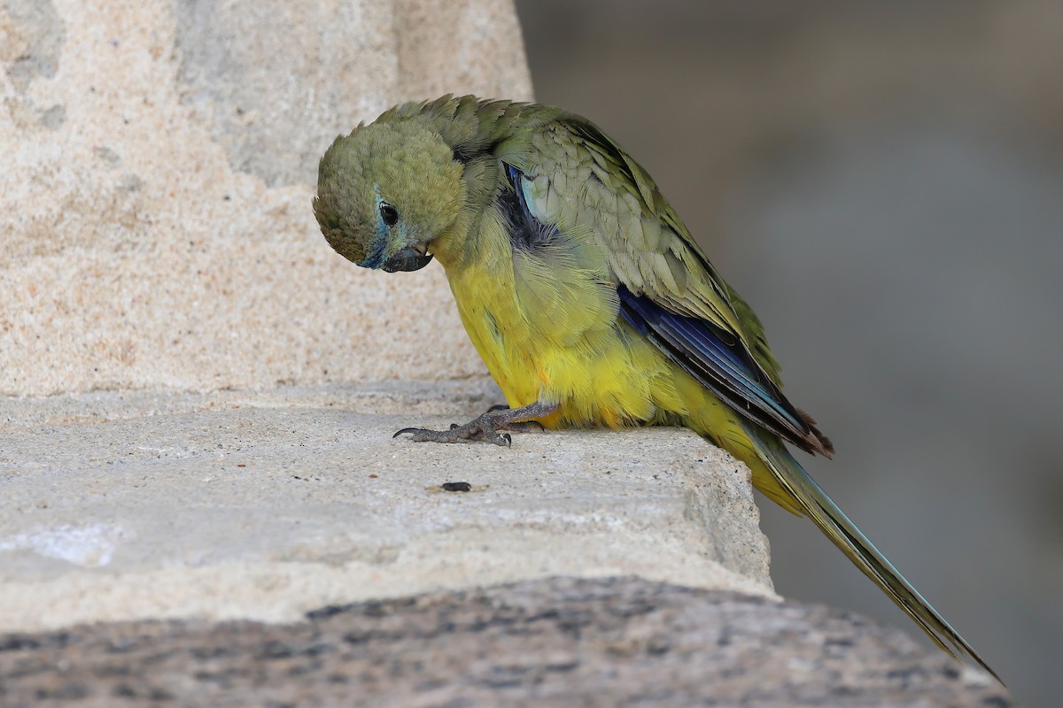 Rock Parrot - ML646830640