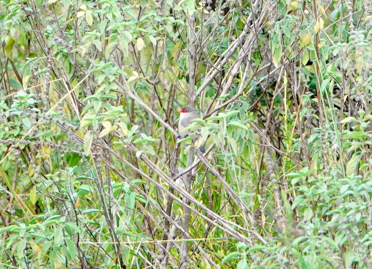 Mumgaga - ML646830641