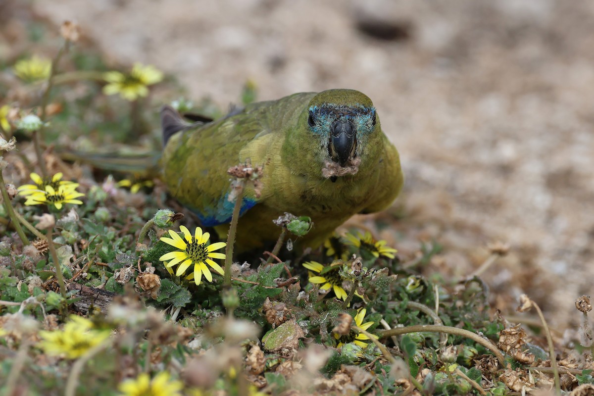 Rock Parrot - ML646830642
