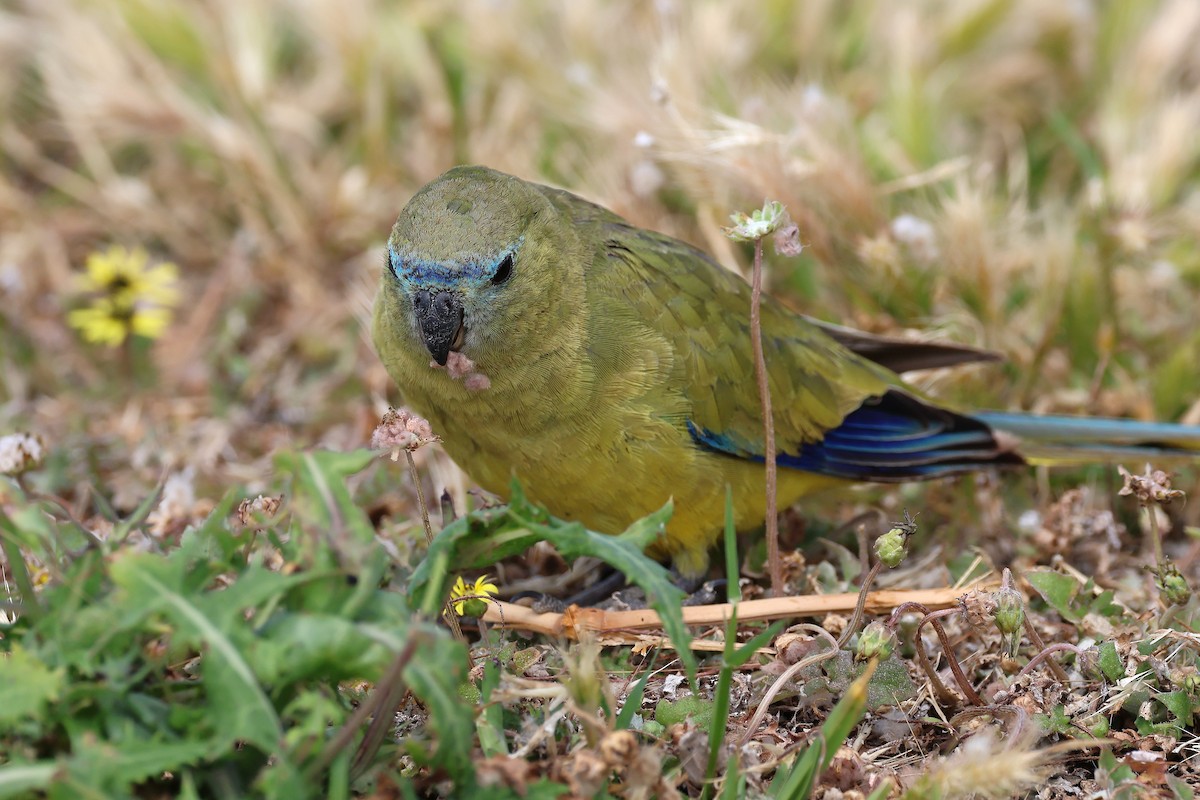 Rock Parrot - ML646830643