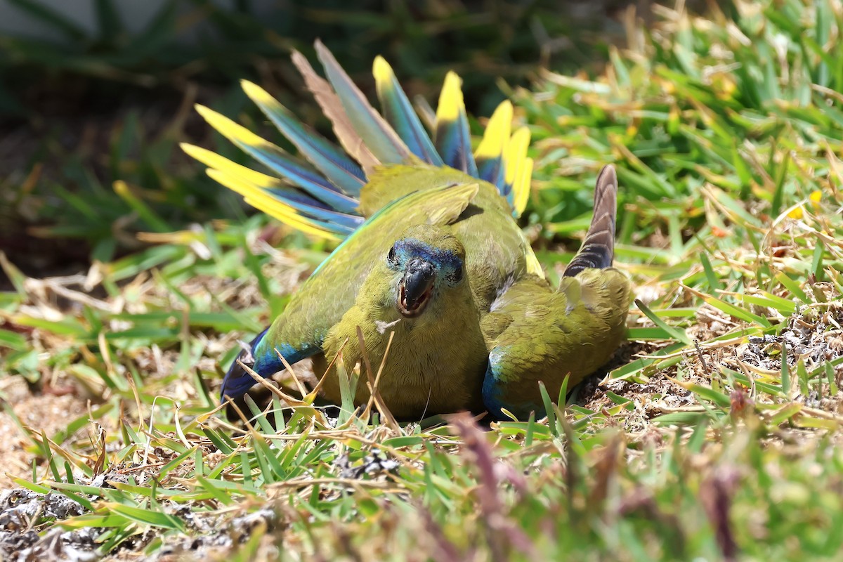 Rock Parrot - ML646830644