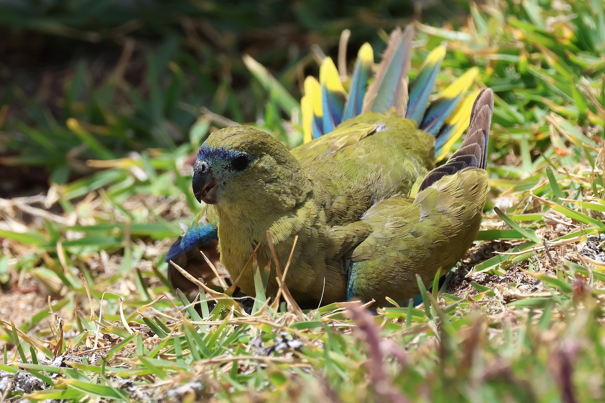 Rock Parrot - ML646830645