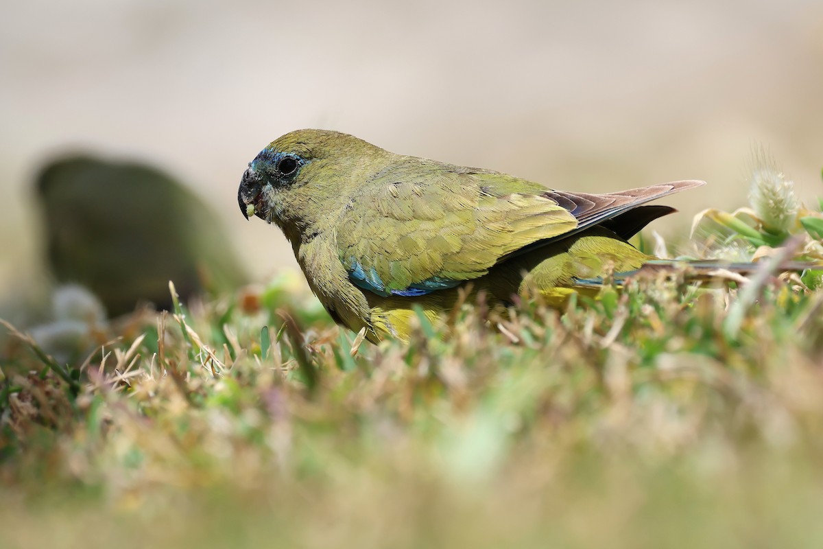 Rock Parrot - ML646830646