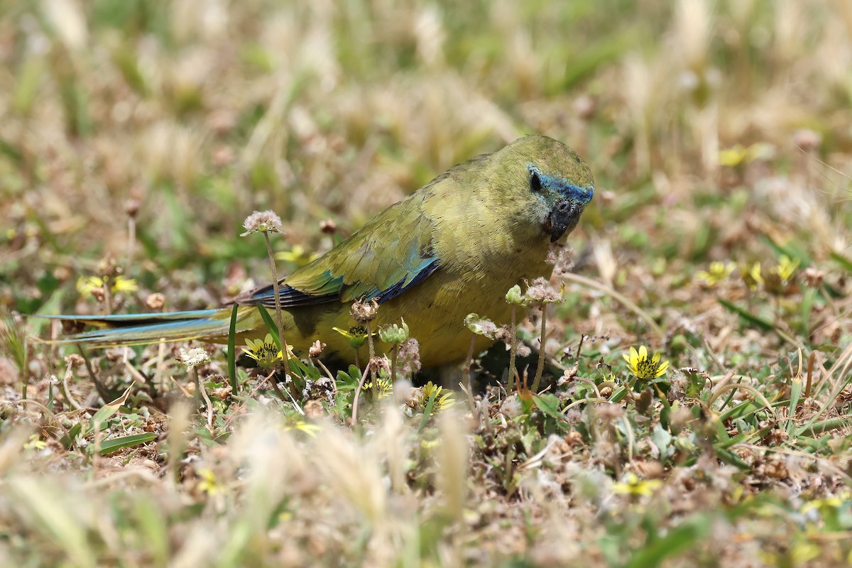 Rock Parrot - ML646830647