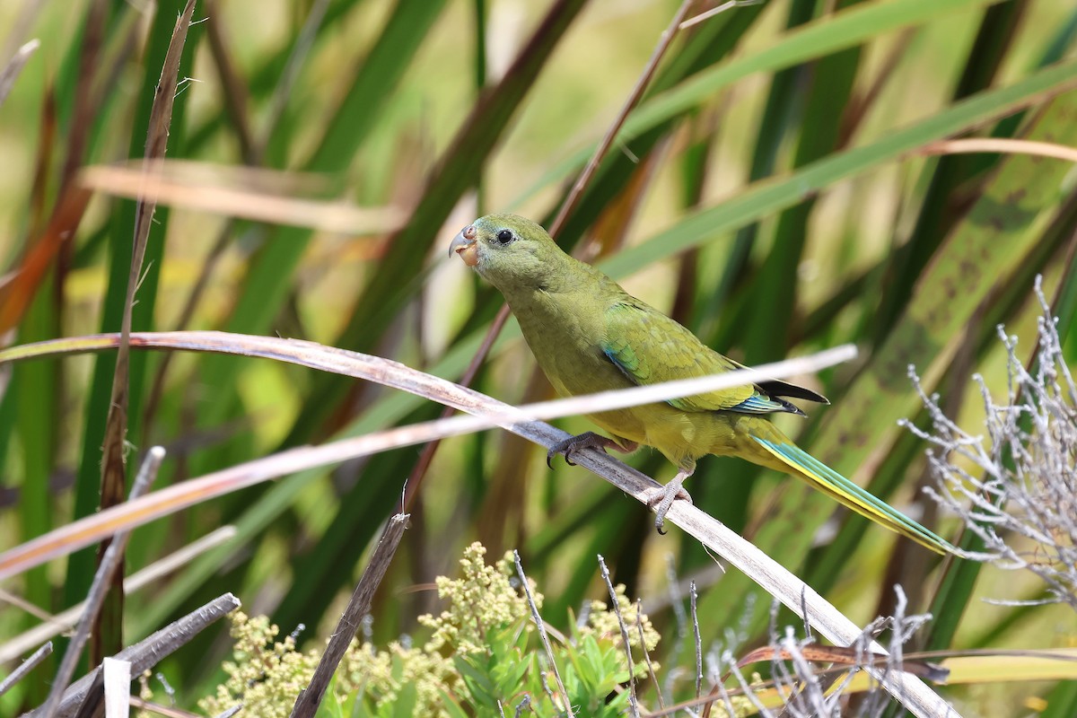 Rock Parrot - ML646830648