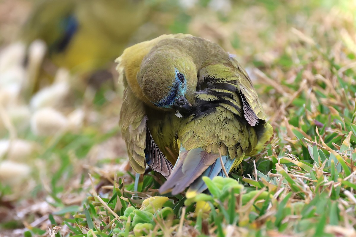 Rock Parrot - ML646830649
