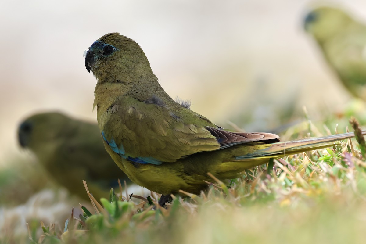 Rock Parrot - ML646830650