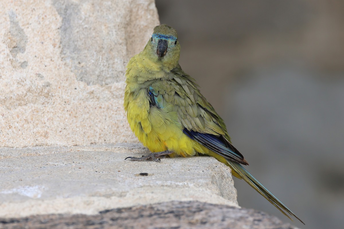 Rock Parrot - ML646830651