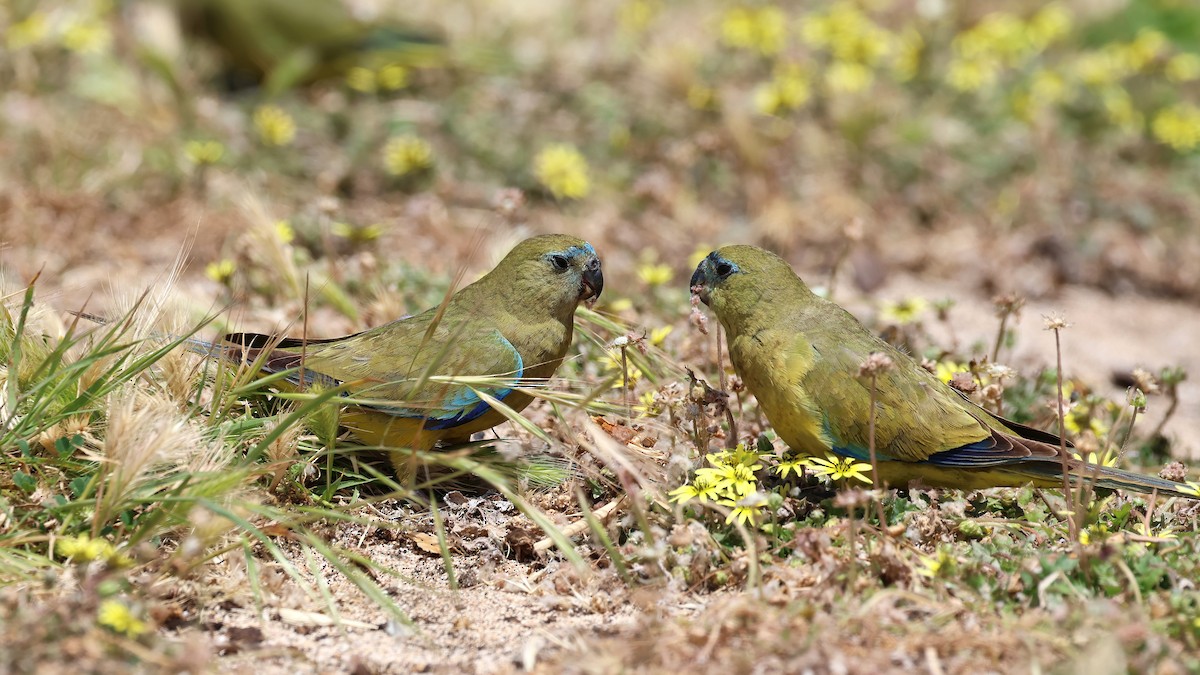 Rock Parrot - ML646830652