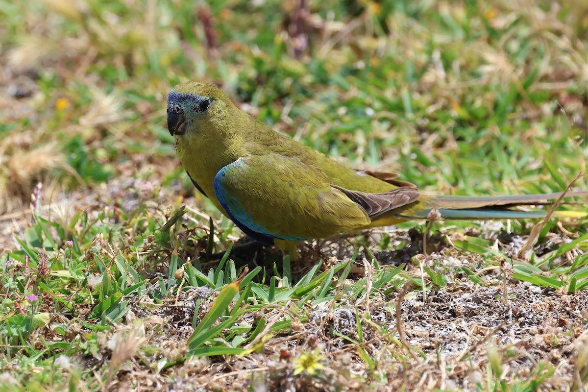 Rock Parrot - ML646830653