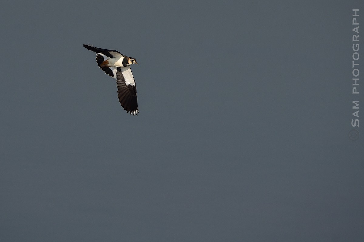 Northern Lapwing - ML646830654