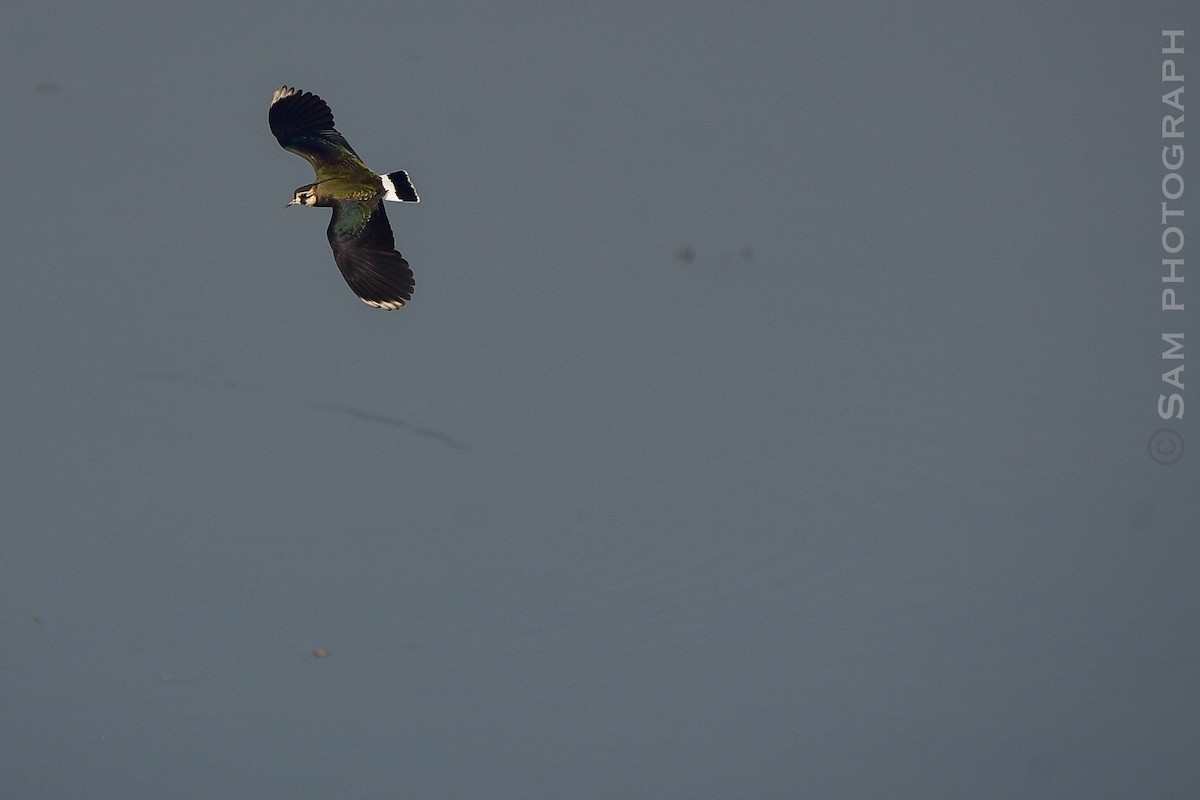 Northern Lapwing - ML646830655