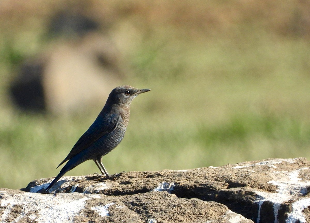 Blaumerle - ML646830656