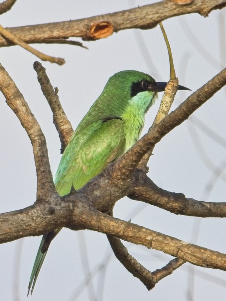 Бджолоїдка синьогорла - ML646830657