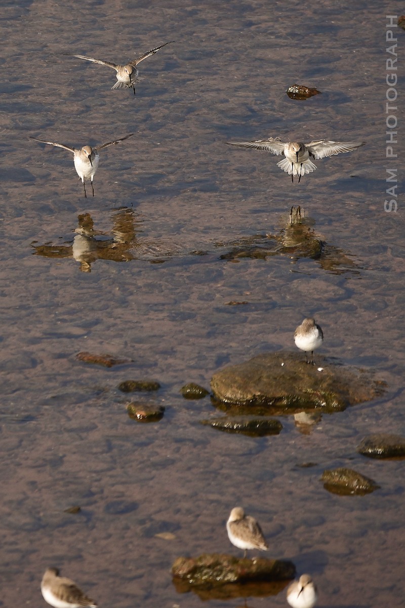 Dunlin - ML646830659