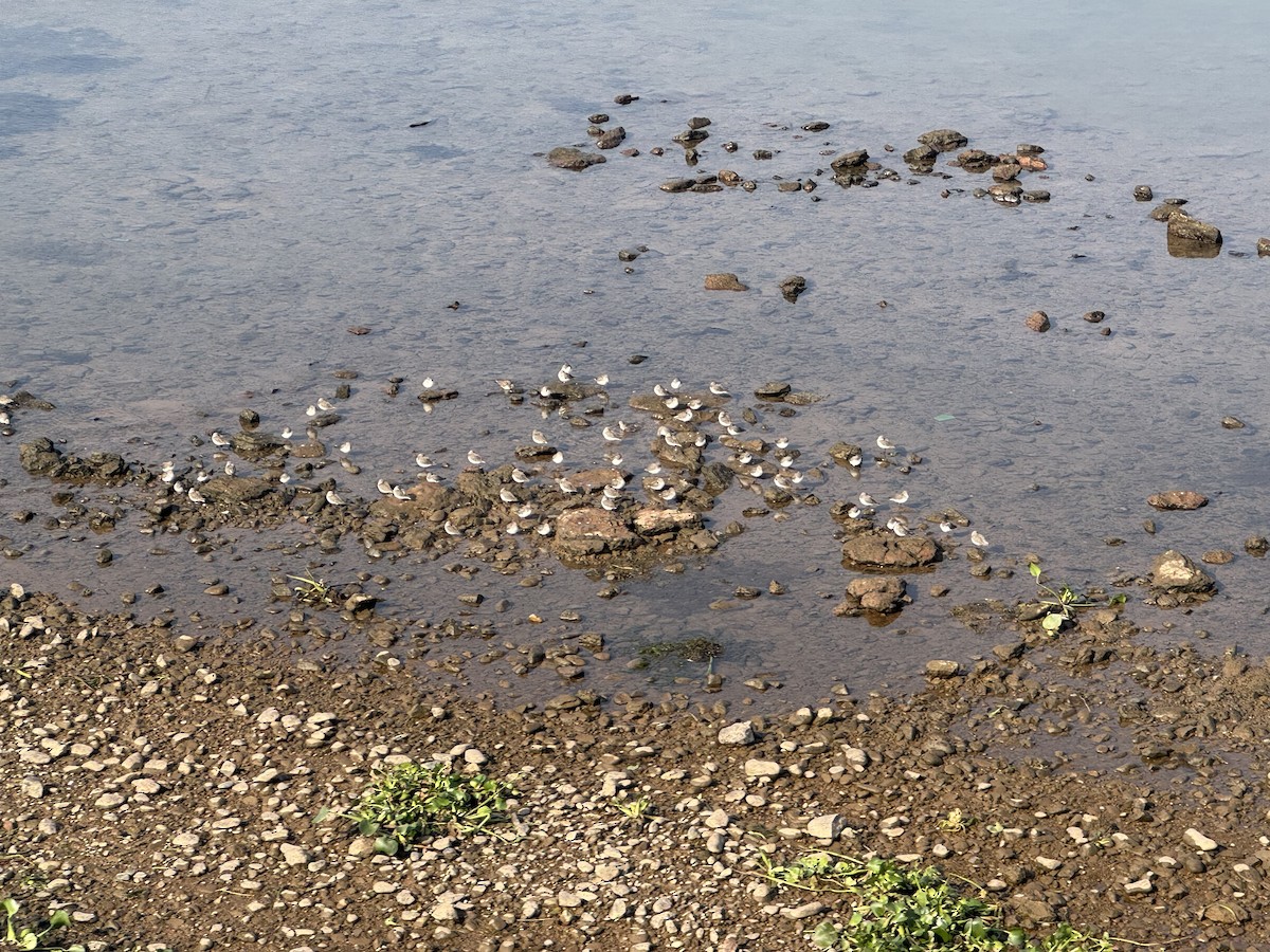 Dunlin - ML646830660