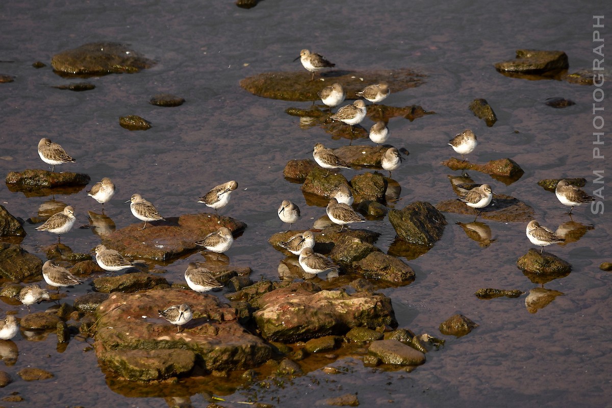 Dunlin - ML646830661