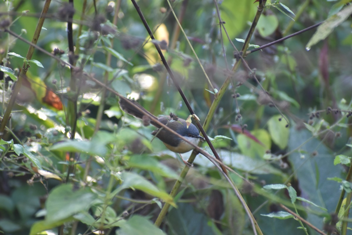 Ashy Prinia - ML646830662