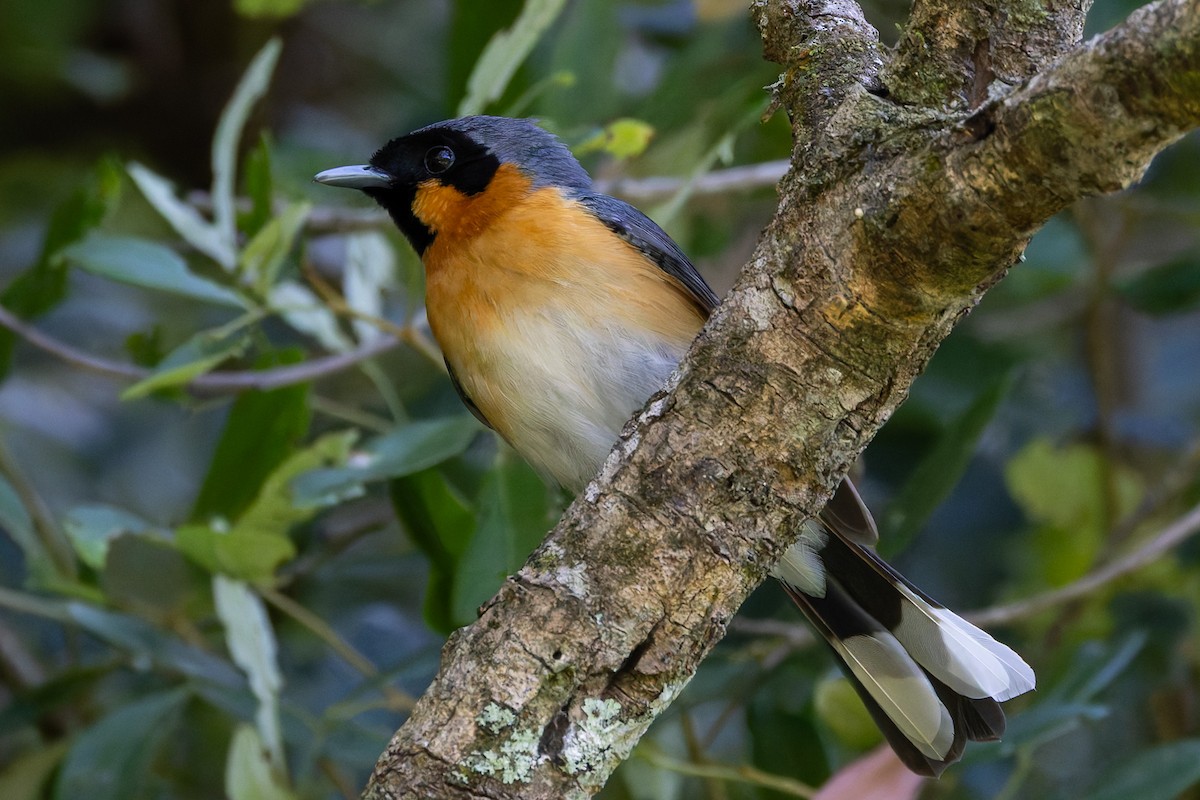 Australian Spectacled Monarch (Eastern) - ML646830663