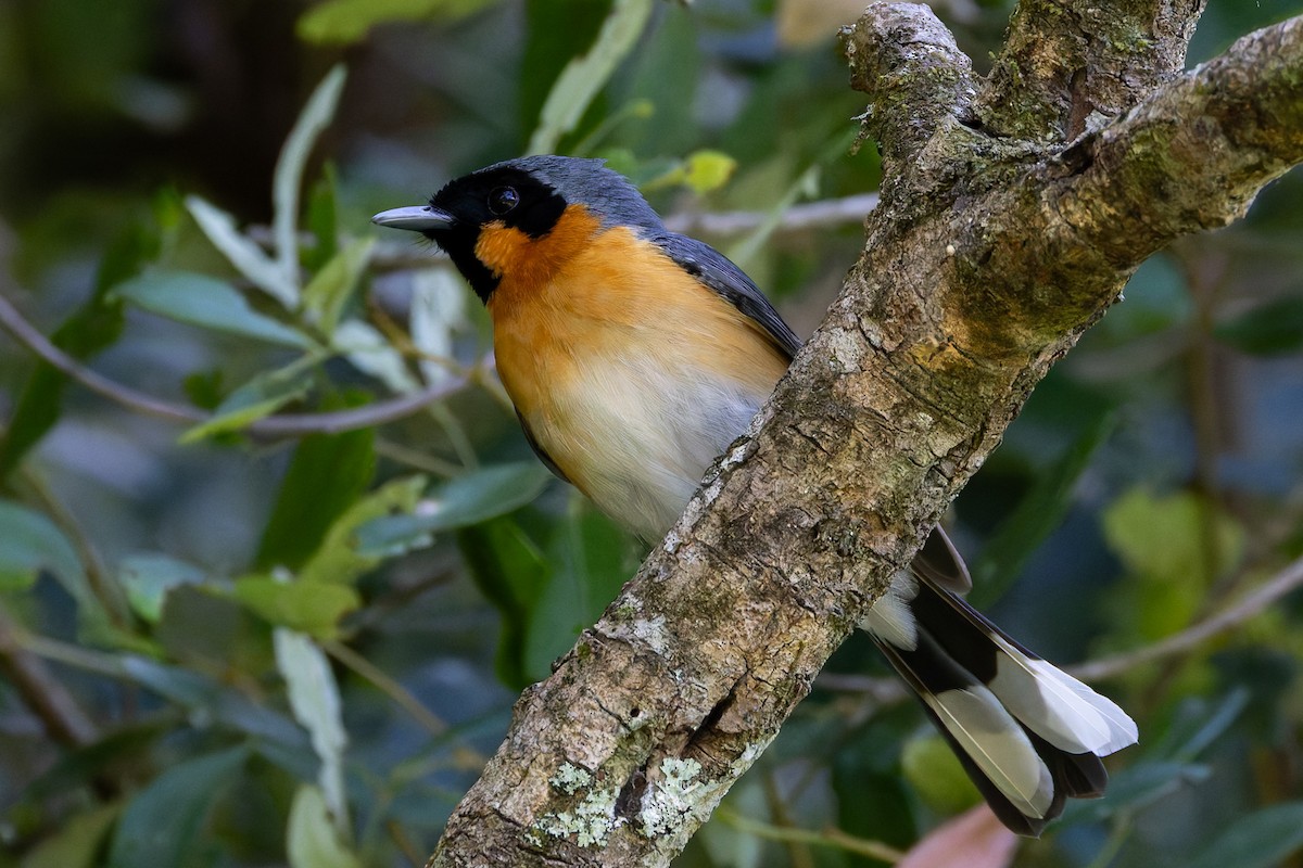 Australian Spectacled Monarch (Eastern) - ML646830674