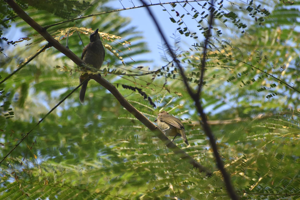 White-browed Bulbul - ML646830676