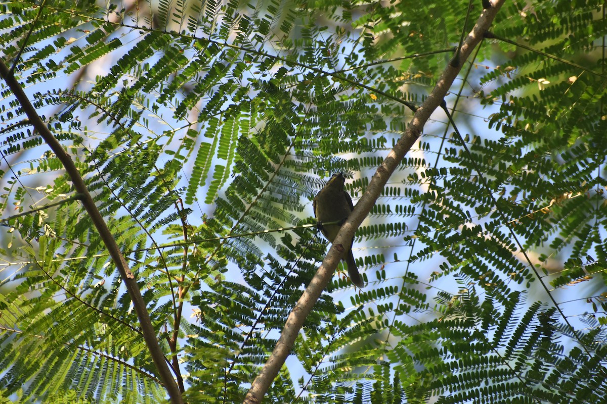 White-browed Bulbul - ML646830677