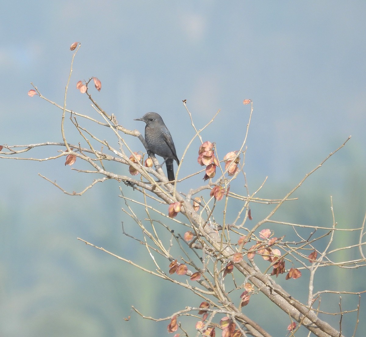 Harkaitz-zozo urdina - ML646830678