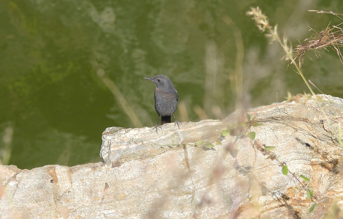 Harkaitz-zozo urdina - ML646830679