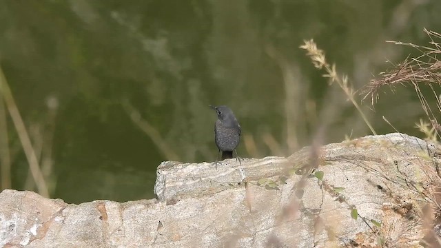 Harkaitz-zozo urdina - ML646830680