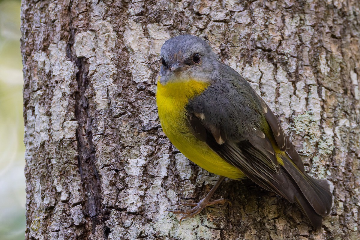 Doğulu Sarı Bülbül - ML646830681