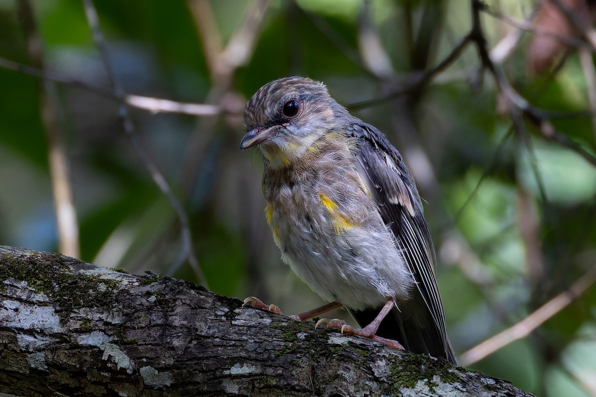 Doğulu Sarı Bülbül - ML646830682