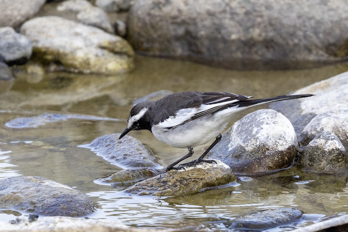 konipas indický - ML646830683