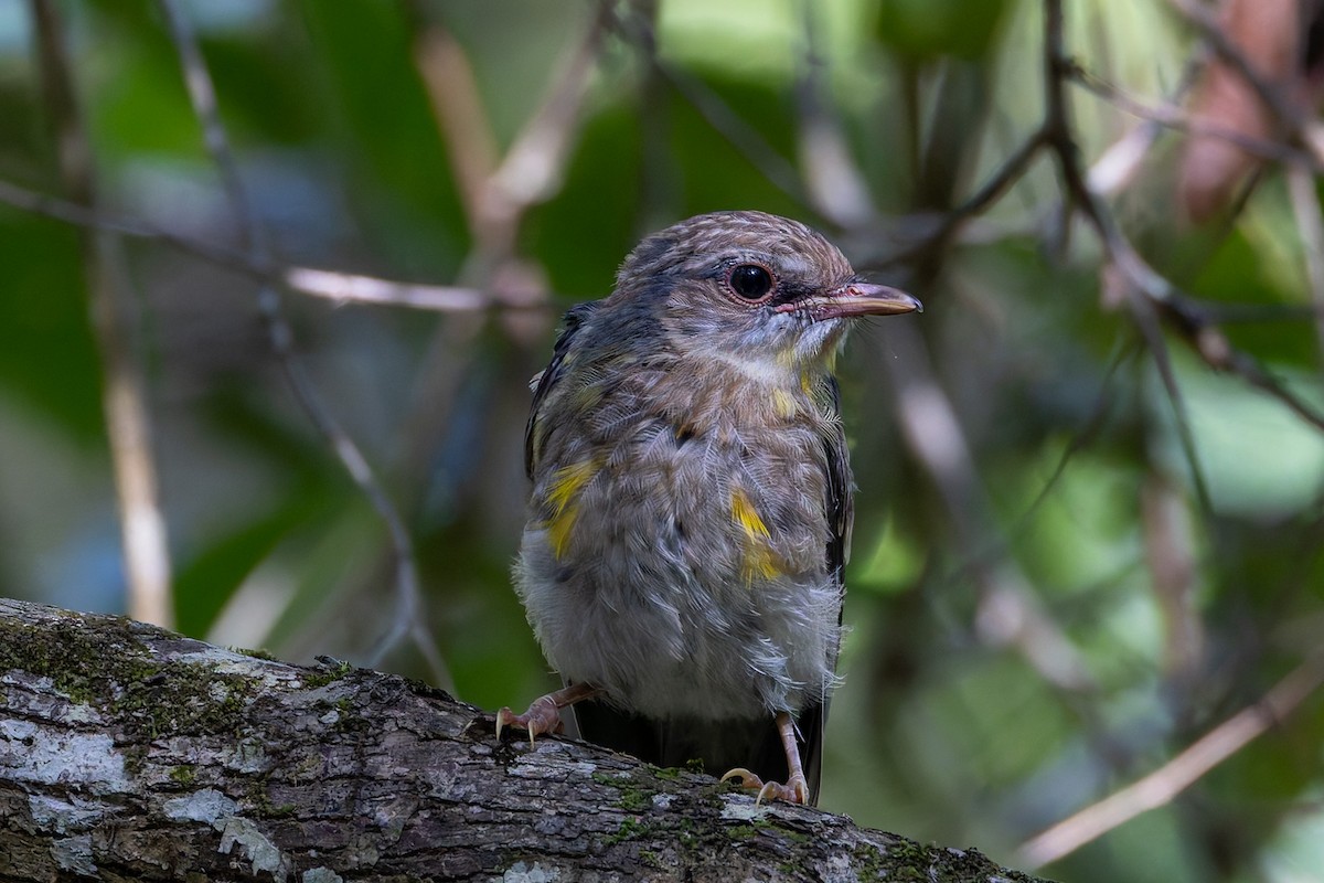 Doğulu Sarı Bülbül - ML646830684