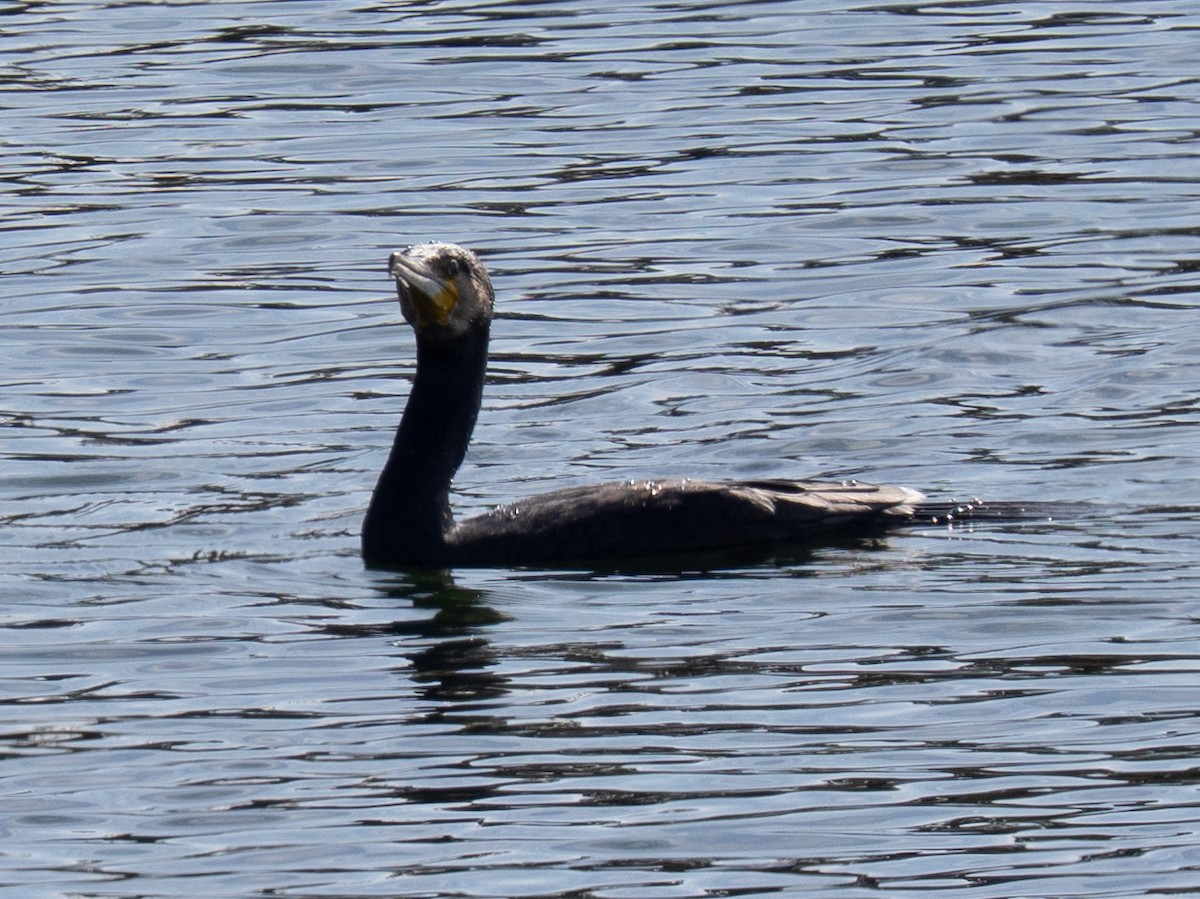 Ubarroi handia - ML646830685