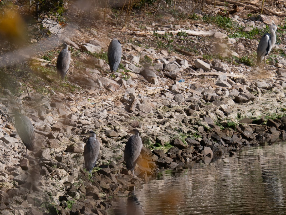 Koartza hauskara - ML646830687