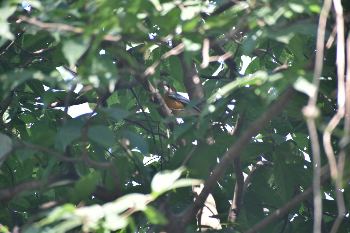 Orange-headed Thrush - ML646830688