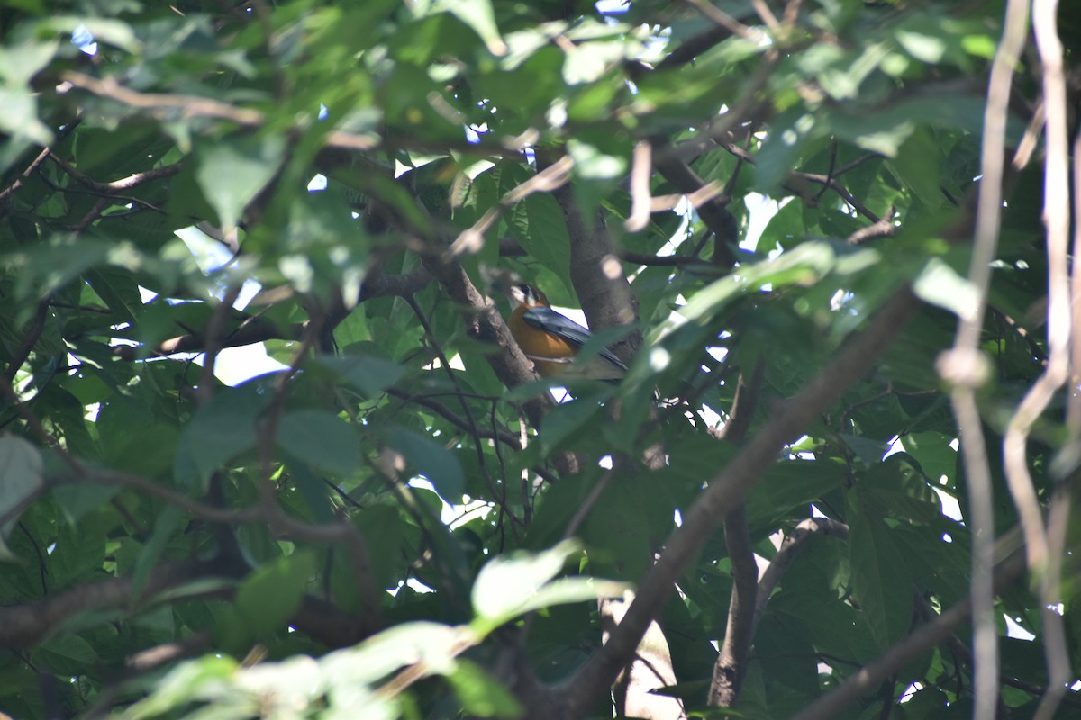 Orange-headed Thrush - ML646830689